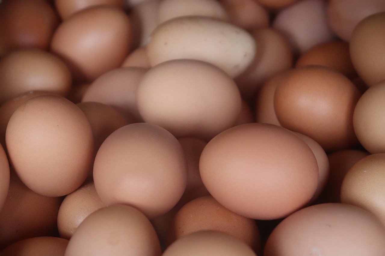 egg, chicken eggs, eggshells, easter, food, nutrient, protein, poultry, production, quality